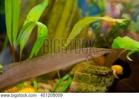 Macrognathus Is A Genus Of Eel-like Fish From The Family Mastacembelidae.