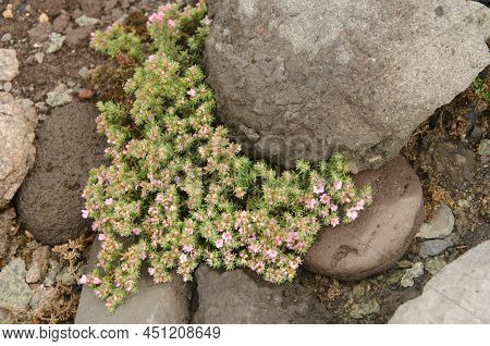 Sea Heath Frankenia Ericifolia In Bloom. Gran Canaria. Canary Islands. Spain.