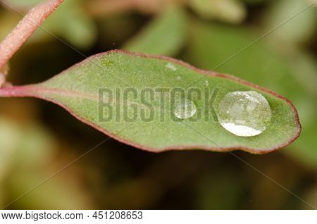 Australian Saltbush Atriplex Saemibaccata Leaf With Water Drops. Gran Canaria. Canary Islands. Spain