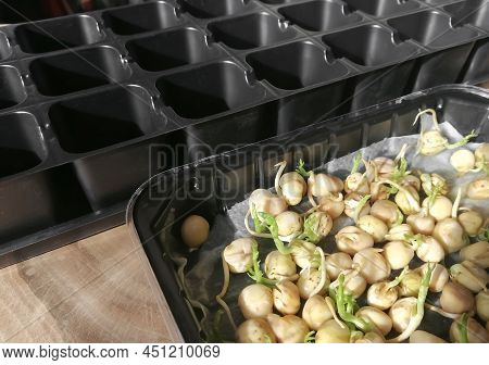 Sprouted Peas Next To The Container For Planting Seedlings On A Wooden Table. Green Pea Seedlings. Y