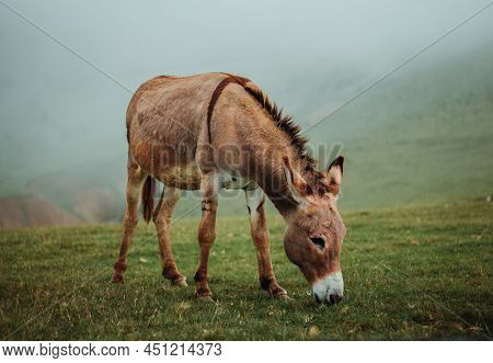 Donkey Grazing On Pasture Against To Background Of Foggy Mountains. Portrait Of Donkey On Meadow
