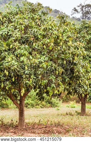 Mango Tree With Green Mangoes Hanging On Tree With Leaf Background In Summer Fruit Garden Orchard