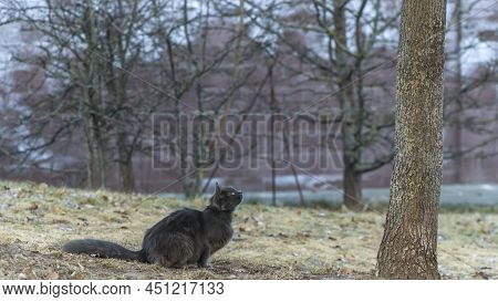 Homeles Cat Is Looking For Shelter. Abandoned Animal, Street Cat. The Cat Is Waiting For New Owners.