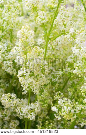 Tiny Small White Hedge Bedstraw Flowers Also Known As Galium Album. Floral Backdrop With Copy Space,