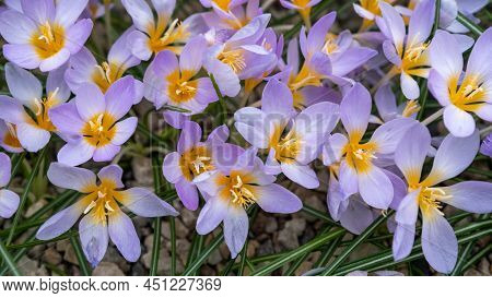 Crocus In The Early Spring. Spring Flowers. Early Spring, Crocus Vernus. Iridaceae.