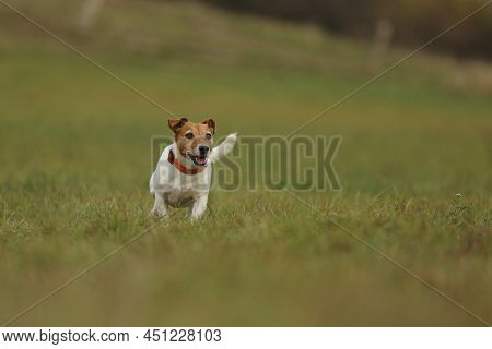 Jack Russel Terrier Is Energic Hunting Dog. Jrt Running On Meadow In Autumn