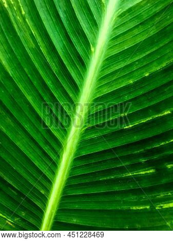 Beautiful Green Leaf Macro Photo Top View