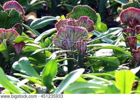 Euphorbia Lactea Cristata In Garden