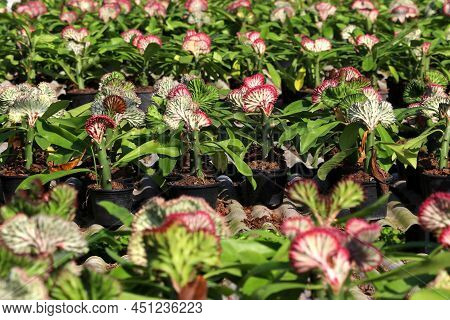 Euphorbia Lactea Cristata In Garden