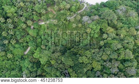 Amazing Forest Aerial View Of Forest Trees Rainforest Ecosystem And Healthy Environment Background T