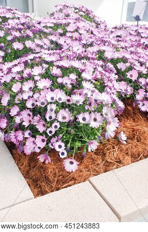 Light Purple Osteospermum Or Dimorphotheca Flowers In The Flowerbed, Purple Flowers