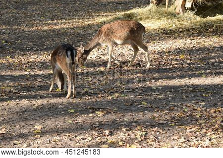The Chital (axis Axis), Also Known As Spotted Deer, Chital Deer, And Axis Deer In Nature Habitat. Wi