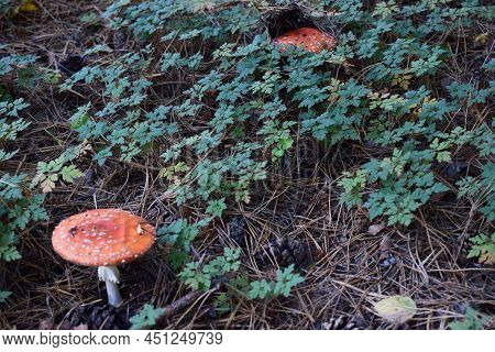 Fly Agaric Or Fly Amanita Mushroom, Amanita Muscaria. Amanita Muscaria Is A Basidiomycete Of The Gen