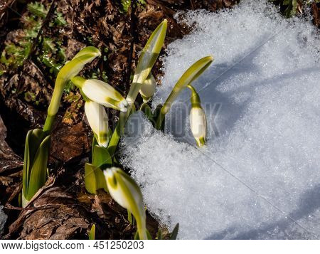 The Spring Snowflakes - Leucojum Vernum - Single White Flowers With Greenish Marks Near The Tip Of T