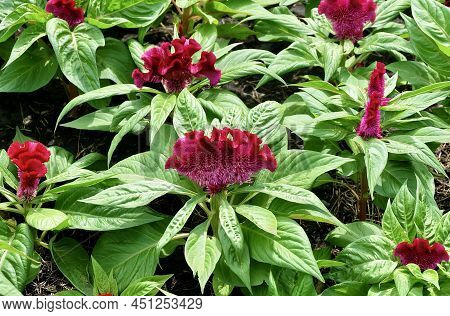 Beautiful Red Cockscomb, Woolflowers Or Celosia Cristata Flowers. A Flower Resembling The Head Of A 