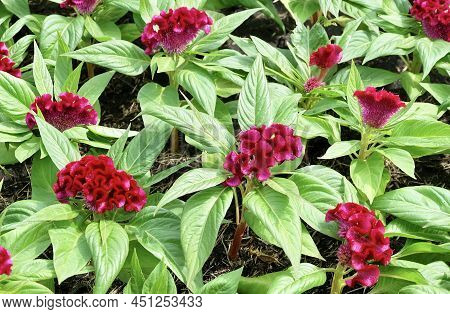 Beautiful Red Cockscomb, Woolflowers Or Celosia Cristata Flowers. A Flower Resembling The Head Of A 