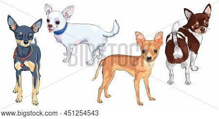 Color Sketch Of Shorthair Deer-head White Cute Dog Chihuahua Breed Smiling