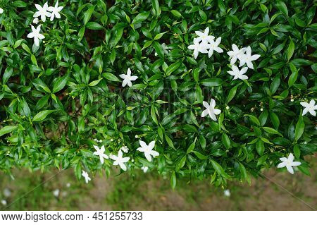 Gerdenia Crape Jasmine White Flowers And Stars Shape Blooming In Summer