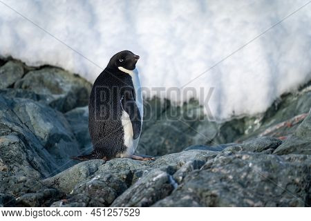 Adelie Penguin Stands On Rock Watching Camera