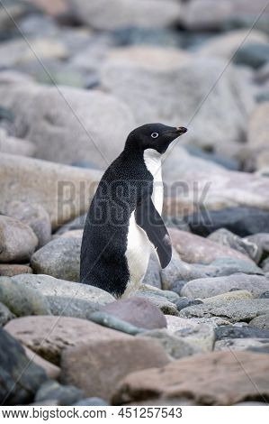 Adelie Penguin Stands On Shingle In Profile