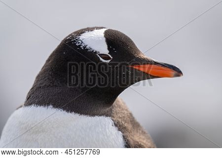 Close-up Of Gentoo Penguin Head Facing Right
