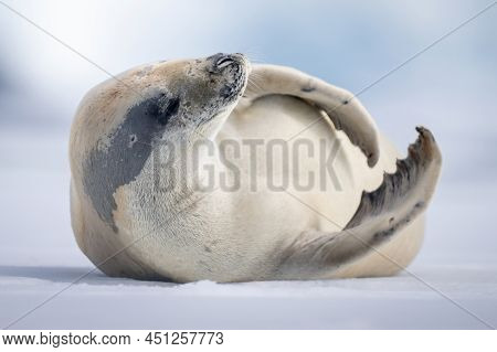 Crabeater Seal Lies On Snow Raising Head