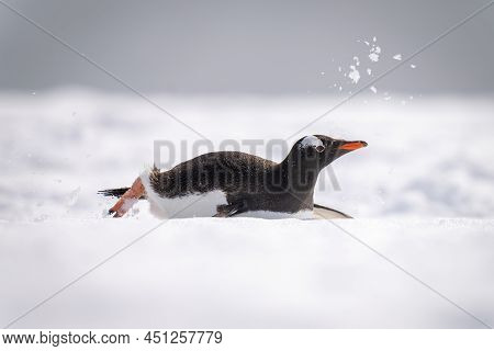 Gentoo Penguin Slides Down Slope In Snow