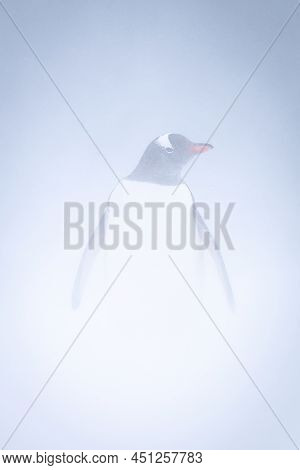 Gentoo Penguin Stands In Snowstorm Facing Camera