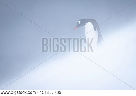 Gentoo Penguin Stands Looking Down Snowy Slope