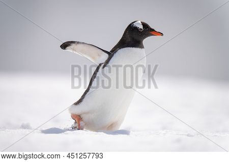 Gentoo Penguin Waddles Across Snow Facing Right