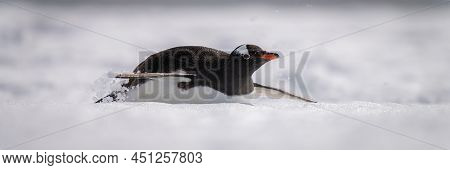 Panorama Of Gentoo Penguin Sliding Through Snow