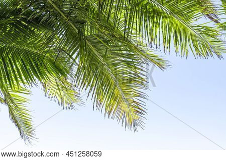 Palm Tree Leaf On Blue Sky. Tropical Island, Beach Vacation And Travel Background