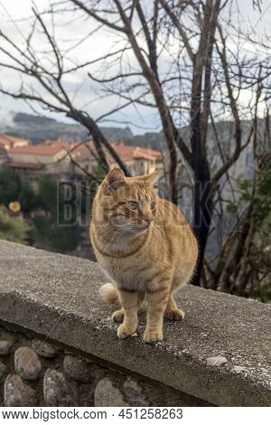 Cute, Friendly, Redhead, Homeless Cat Close-up On A Winter, Cloudy Day In The Mountains