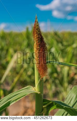Undeveloped Corn Crops Affected By Lack Of Water And Drought, Selective Focus