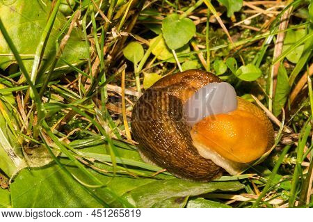 Dusky Slugs Found Breeding In The Yard In New England.