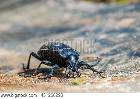 Carabus Coriaceus Is A Species Of Beetle Widespread In Europe, Where It Is Primarily Found In Decidu