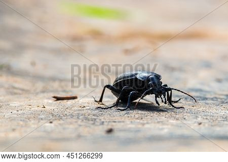 Carabus Coriaceus Is A Species Of Beetle Widespread In Europe, Where It Is Primarily Found In Decidu