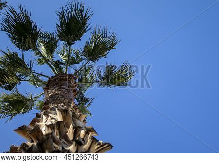 Palm Tree Against A Blue Sky With Clouds. Tropical Background. Summer And Vacation
Concept. The Sout