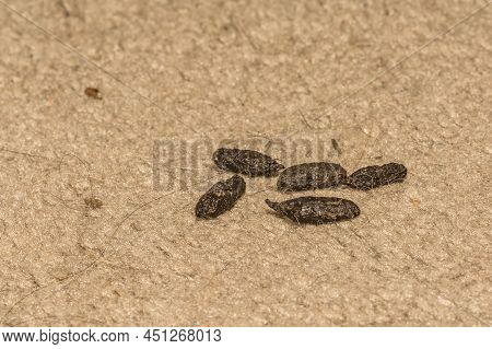 Norway Rat Feces Found In A House During A Pest Control Inspection.