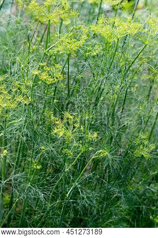 Dill Plant In The Garden. Dill Flowering, Bloomsl. Fennel Leaves. Green Leaf Background.