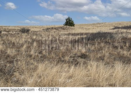 A Pine Tree Grows  On The  Dunes Of Salisbury Beach Resevation In Salisbury Massachuisetts