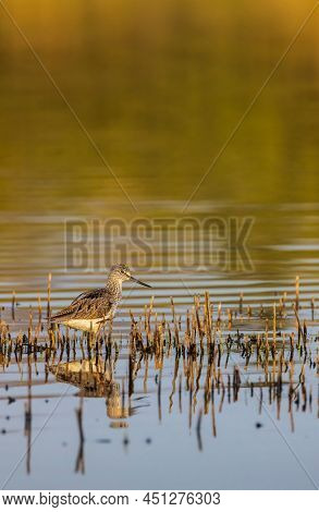 Common Greenshank (Tringa nebularia), Dehtar pond, Southern Bohemia, Czech Republic