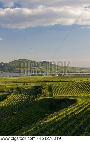 Spring vineyards under Palava near Sonberk, South Moravia, Czech Republic