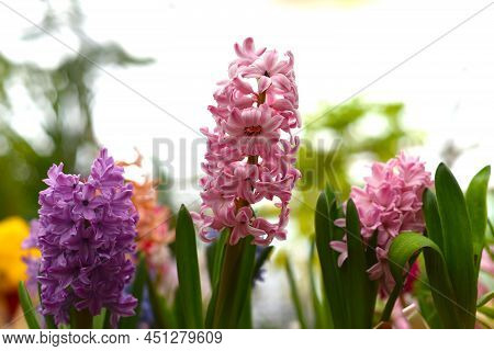 Hyacinth Flowers Fon Dante, Aida, Broadway Growing Close Up