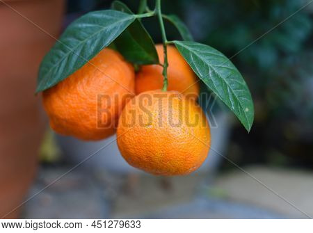 Citrus Aurantium Fruit Growing  Close Up F