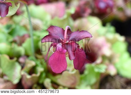 Sarracenia Purpurea Carnivorous Plant Close Up Flower