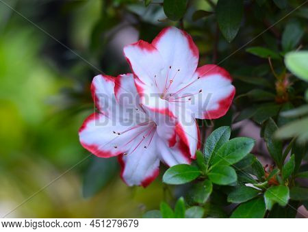 Azalea Indica Taggi Rhododendron Close Up Flower