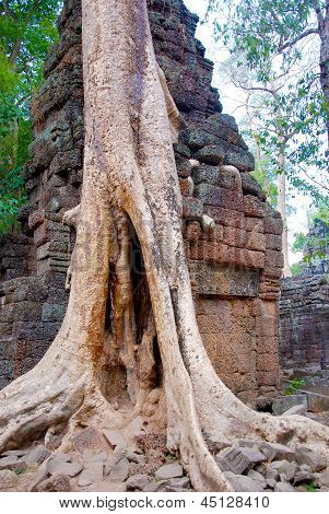 Tempio di Ta Prohm