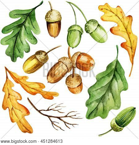 Green And Yellow Watercolor Leaves, Acorns And Branches Of Oak, Autumn Set, Hand Draw Illustration, 