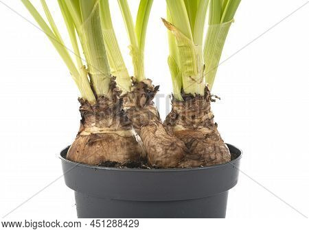 Bulb Of Narcissus Jonquilla In Front Of White Background